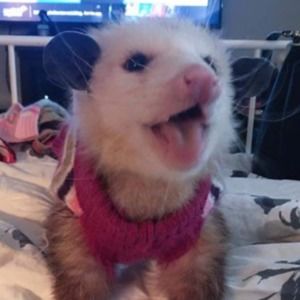 Meet your Posher, Erik